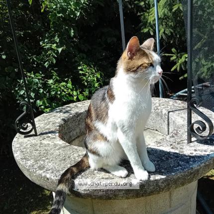 Photo 1/1 Tarzan Chat lost in Saint lye la foret