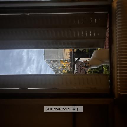 Photo 1/1 Mon Mimi Chat lost in Les mureaux