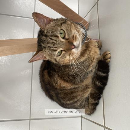 Photo 1/1 Paulette Chat lost in Saint jean de monts