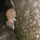 Picture of cat found at La Compote