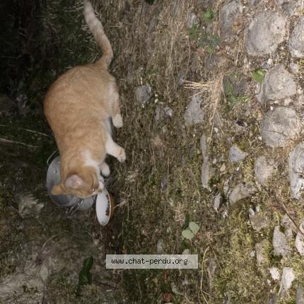 Photo 1/1 Found cat Found in La compote