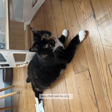 Photo 1/1 Zana Chat lost in Goincourt