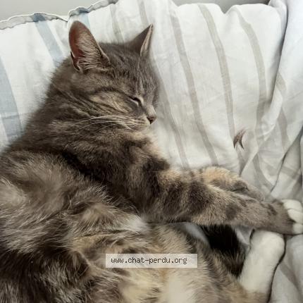 Photo 1/1 Misty Chat lost in Canach