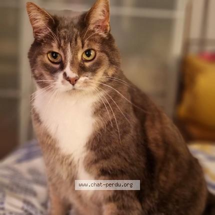 Photo 1/1 Kebab Chat lost in Luneville