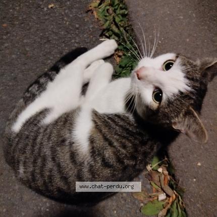 Photo 1/1 Found cat Found in Herouville saint clair