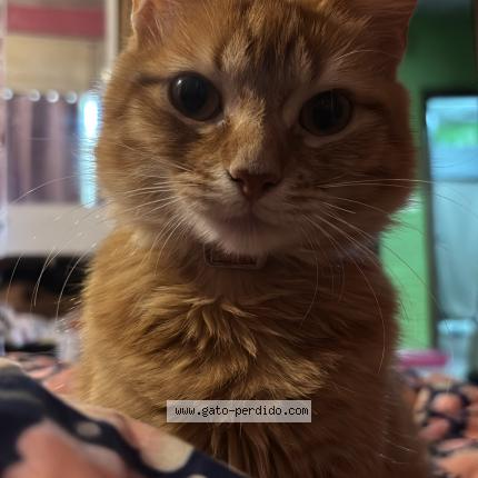 Photo 1/1 Canela Chat lost in Montevideo villa espanola