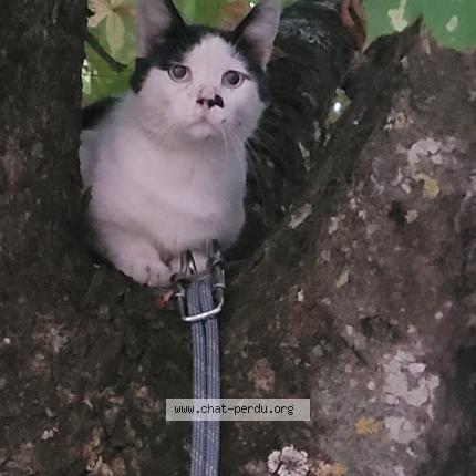 Photo 1/1 Found cat Found in Lurs