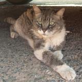 Picture of cat found at San Javier