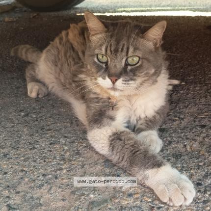 Photo 1/1 Found cat Found in San javier