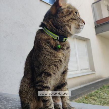 Photo 1/1 Cat reunited Lost in Lyon