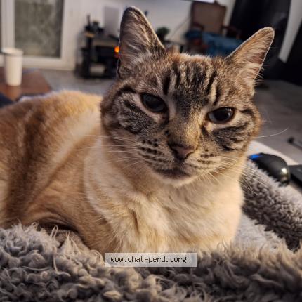 Photo 1/1 Misty Chat lost in Beziers