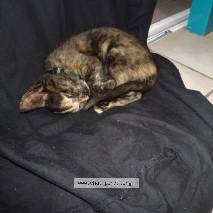 Photo 1/1 Ambre Chat lost in Montauban