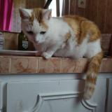 Picture of cat lost at Rennes