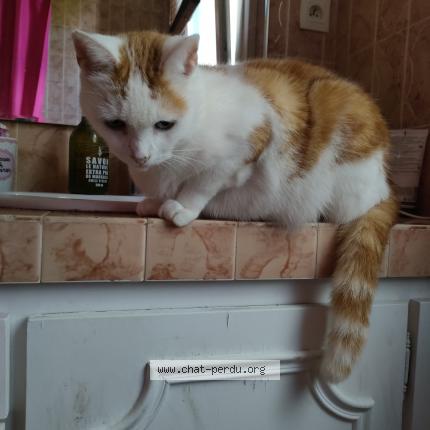 Photo 1/1 Pilpous Chat lost in Rennes