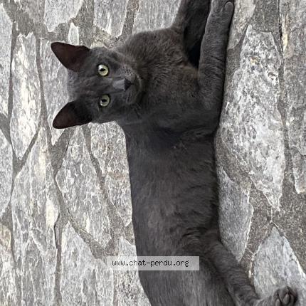 Photo 1/1 Found cat Found in Die