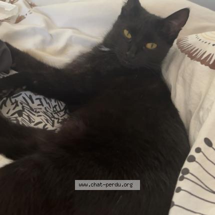 Photo 1/1 Cookies Chat lost in Saint nazaire