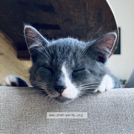 Photo 1/1 Noka Chat lost in Pin balma