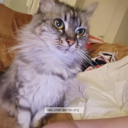 Photo 1/1 Battle Chat lost in Riom