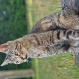 Picture of cat found at Soubise