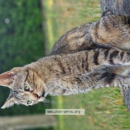 Photo 1/1 Found cat Found in Soubise