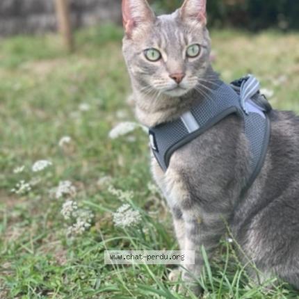 Photo 1/1 Ma caille Chat lost in Beynes