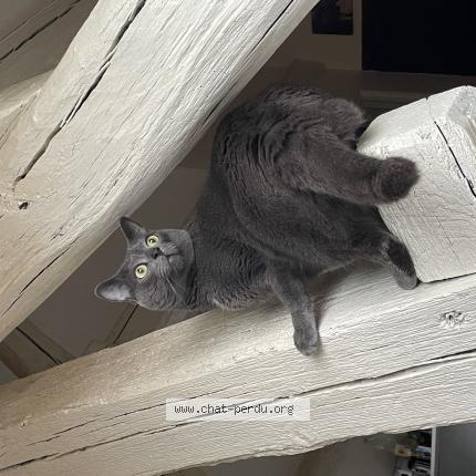 Photo 1/1 Roméo Chat lost in Montlhery