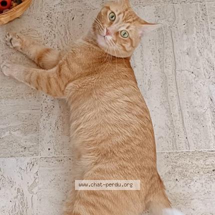 Photo 1/1 Châtaigne Chat lost in Palaiseau