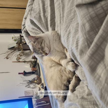 Photo 1/1 kai Chat lost in Toulouse