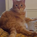 Picture of cat lost at Saumur