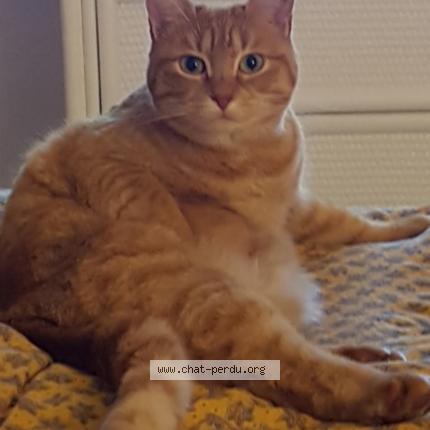 Photo 1/1 Minette Chat lost in Saumur