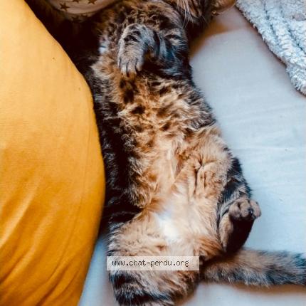 Photo 1/1 Oscar Chat lost in Duntzenheim