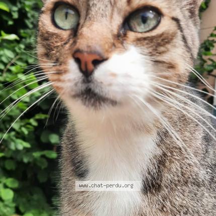 Photo 1/1 Found cat Found in Poitiers