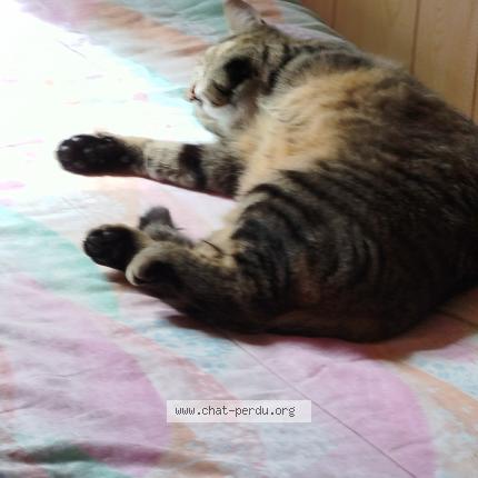 Photo 1/1 Luna Chat lost in Dommartin les toul