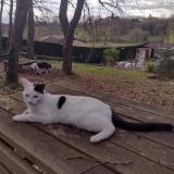 Picture of cat lost at La Plaine Sur Mer