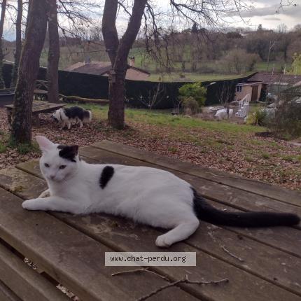 Photo 1/1 Ange Chat lost in La plaine sur mer