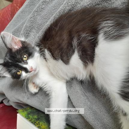 Photo 1/1 V&eacute;ga Chat lost in Loos