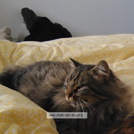 Photo 1/1 Koumal Chat lost in Le puiset dore