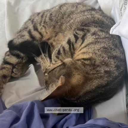 Photo 1/1 L&eacute;o Chat lost in Denain