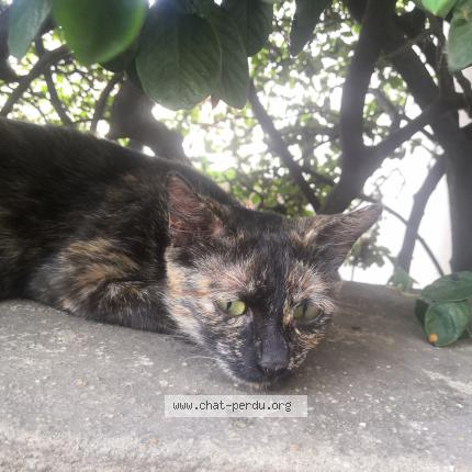 Photo 1/1 Yumi Chat lost in Le blanc mesnil