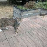 Picture of cat found at Colomiers