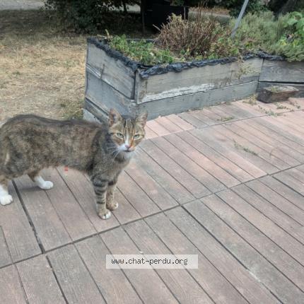 Photo 1/1 Found cat Found in Colomiers