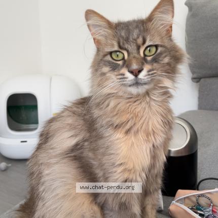 Photo 1/1 Kovu Chat lost in Ruille froids fonds