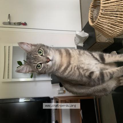 Photo 1/1 petit chat Chat lost in Noe