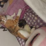 Picture of cat lost at Audincourt