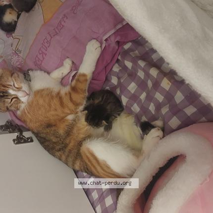 Photo 1/1 Cat reunited Lost in Audincourt