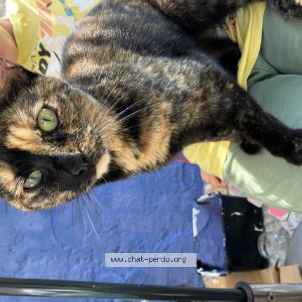 Photo 1/1 Found cat Found in Nantes