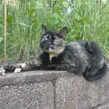 Picture of cat lost at La Voulte Sur Rhone