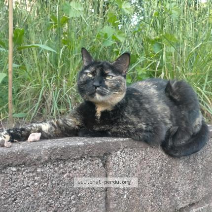 Photo 1/2 Laya Chat lost in La voulte sur rhone