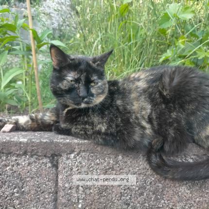 Photo 2/2 Laya Chat lost in La voulte sur rhone