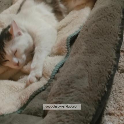 Photo 1/2 Vicky Chat lost in Gouillons